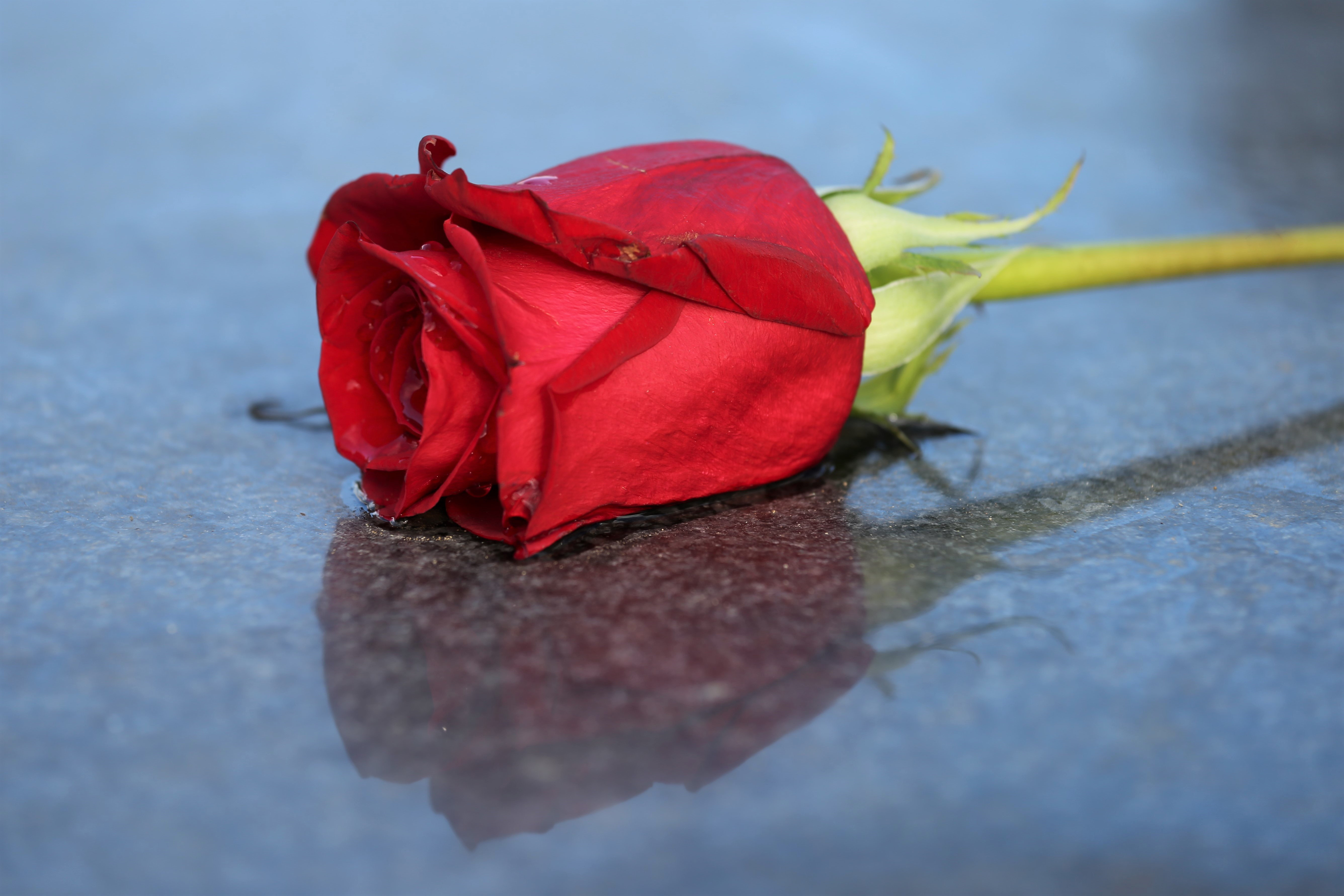 rote Rose auf schwarzem Untergrund